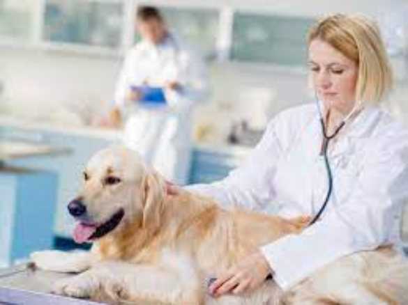 الأمراض التي تسببها الكلاب، وطرق الوقاية